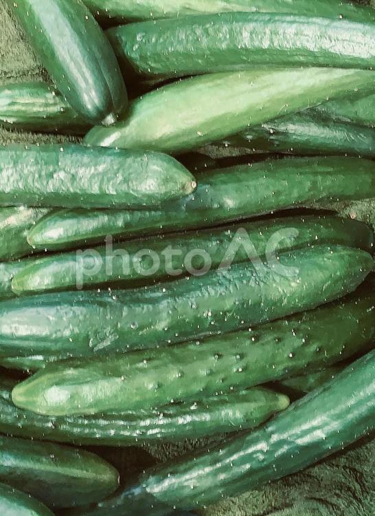 野菜　採れたてのキュウリ キュウリ,胡瓜,きゅうりの写真素材