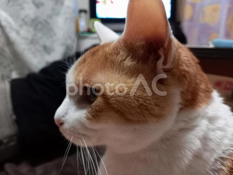 猫の横顔 ねこ,ネコ,catの写真素材