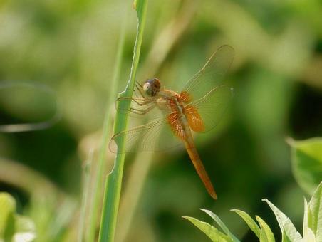 Photo, shoujo dragonfly, dragonfly dragonfly, female, 