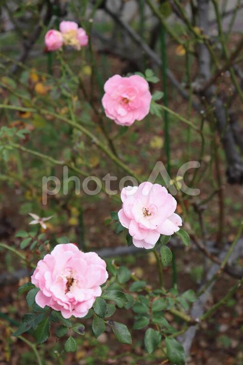 世界の殿堂入りしたフランス産の薔薇、ボニカ 薔薇,綺麗,植物の写真素材