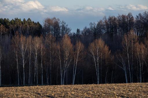 Brilliantly shining trees in late autumn, hokkaido, sunset, forest, JPG