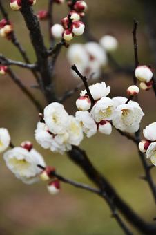 Plum (Tamabotan), JPG Plum (Tamabotan), JPG