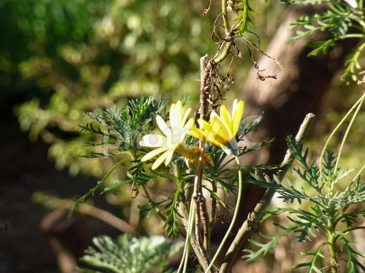 寺の境内に咲くユリオプスデイジーの花 ユリオプス,デージー,デイジーの写真素材