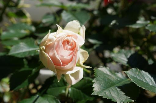 薔薇 薔薇の写真