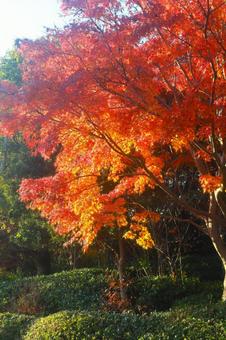 色鮮やかな紅葉の風景 色鮮やかな紅葉の風景 秋,赤,もみじの写真素材