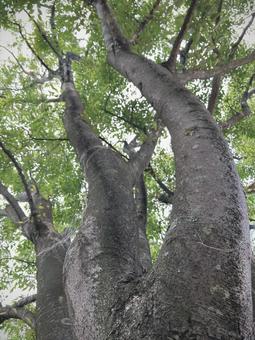 Photo, zelkova, trees, tree shape, 