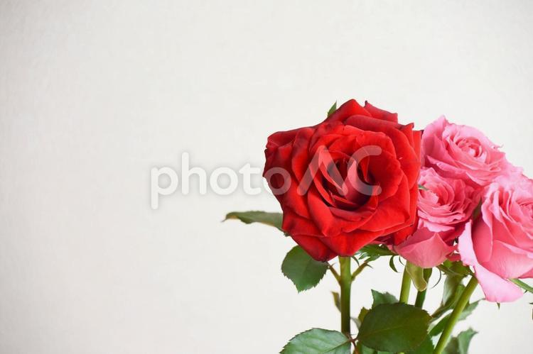 赤とピンクのばら ばら,薔薇,赤い薔薇の写真素材
