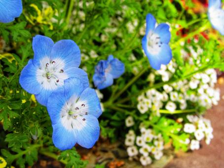 ネモフィラ ネモフィラの写真