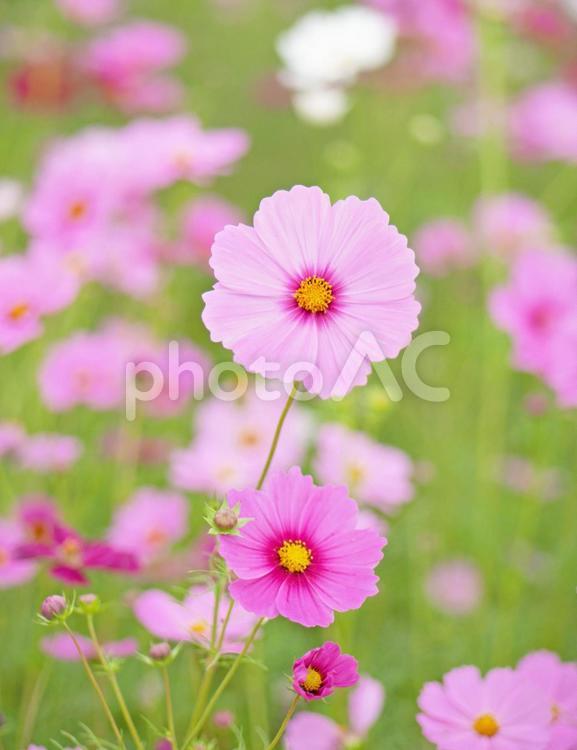 ピンクのコスモス畑（縦） コスモス,ピンク,花の写真素材