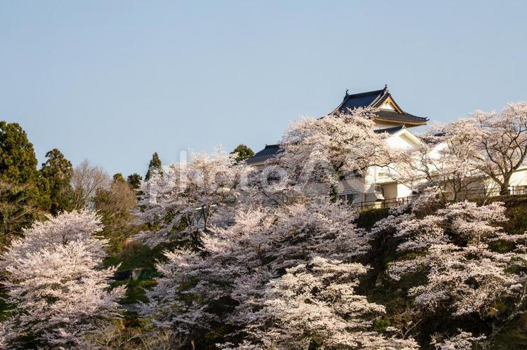 大衡城青少年交流館の桜⑴ 春の風景,花,サクラの写真素材