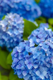 紫陽花 紫陽花の写真
