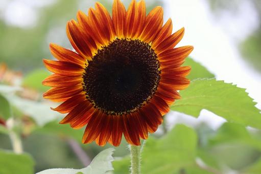 茶色の花びらのひまわりの花のアップ 茶色の花びらのひまわりの花のアップの写真
