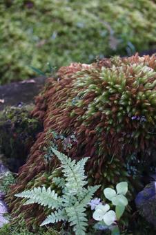 苔 苔の写真