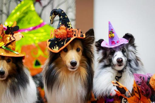 シェルティ ハロウィン,犬,ペットの写真素材