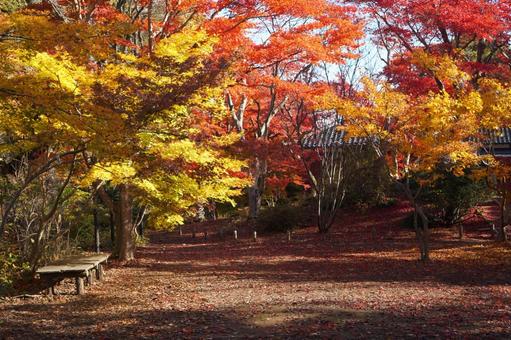 赤く染まった「ももじ園」 紅葉,モミジ,もみじの写真素材