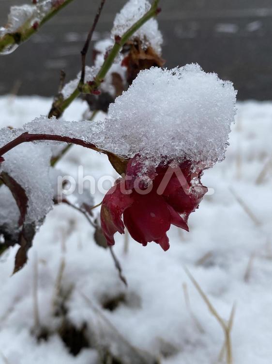 冬の薔薇　薔薇　赤い薔薇　雪 ゆき,冬,ユキの写真素材