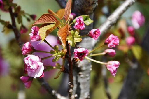 桜(八重桜・ヤエザクラ) 桜(八重桜・ヤエザクラ)の写真
