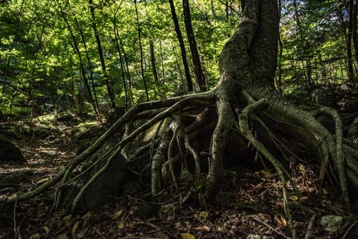 森の木 森の木の写真