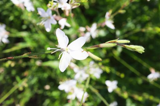 白い花びら 白い花びらの写真