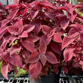 植物★コリウス コリウス,赤,フラワーの写真素材