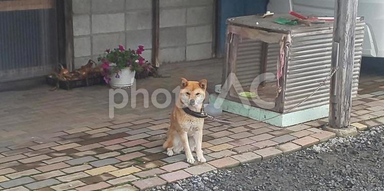 おやつ待ちの柴犬 柴犬,犬,おすわりの写真素材
