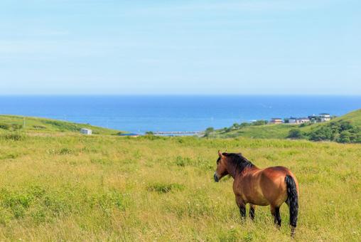Photo, the horse of kiritappu, horse, kiritappu, 
