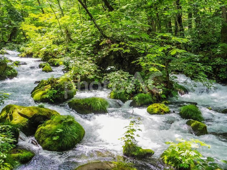 【青森県】十和田市・奥入瀬渓流 奥入瀬渓流,十和田市,青森県の写真素材