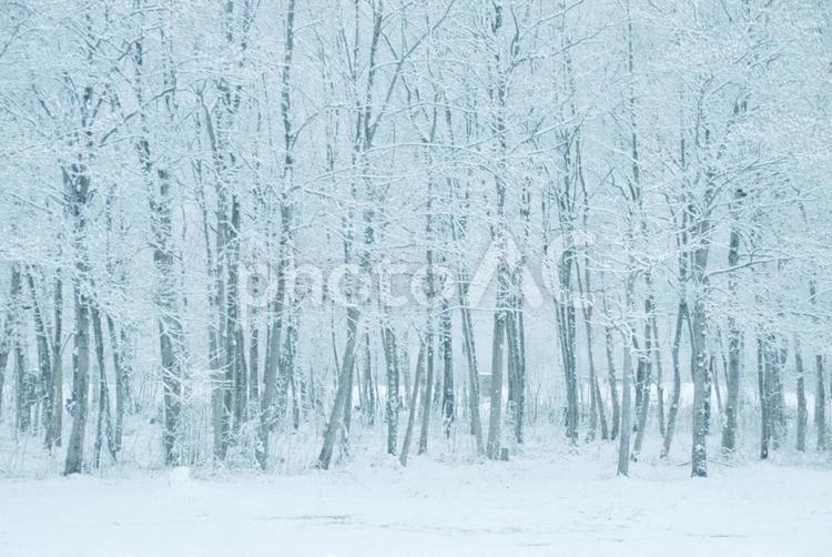 白い雪景色が美しい冬の静寂な林 雪,冬,林の写真素材