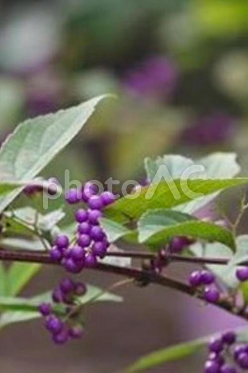 庭の植物　ムラサキシキブ ムラサキシキブ,庭の植物,夏の写真素材