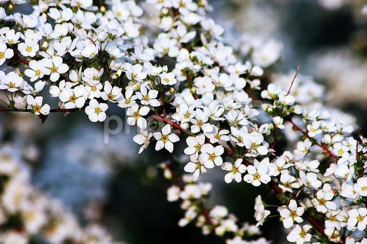 ユキヤナギの可憐な花 ユキヤナギ,雪柳,白い花の写真素材