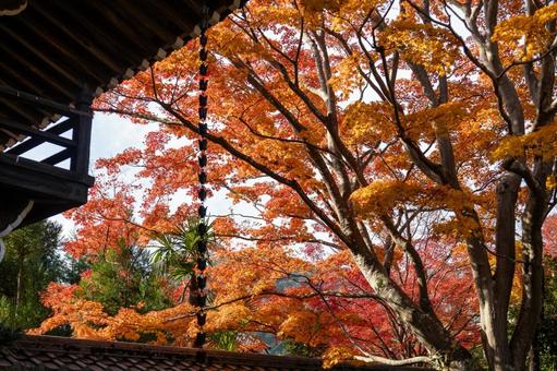 屋根と真っ赤なもみじ 屋根と真っ赤なもみじ 紅葉,屋根,京都の写真素材