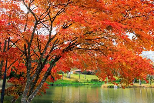 清水公園の紅葉 清水公園の紅葉,紅葉,清水公園の写真素材