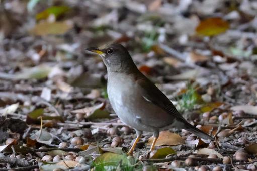 シロハラ 野鳥・冬~春 シロハラ 野鳥・冬~春 シロハラ,野鳥,鳥の写真素材