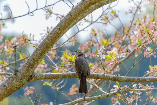 A brown-eared bulbul relaxing on a cherry tree, JPG