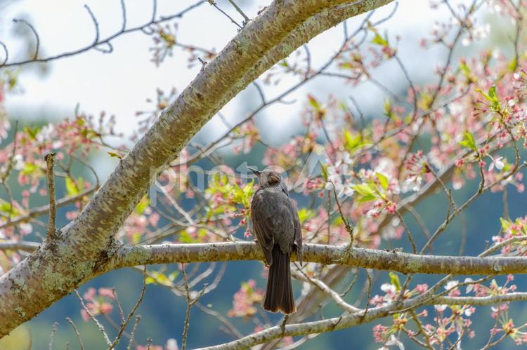 桜の木でくつろぐヒヨドリ ヒヨドリ,鳥,野鳥の写真素材