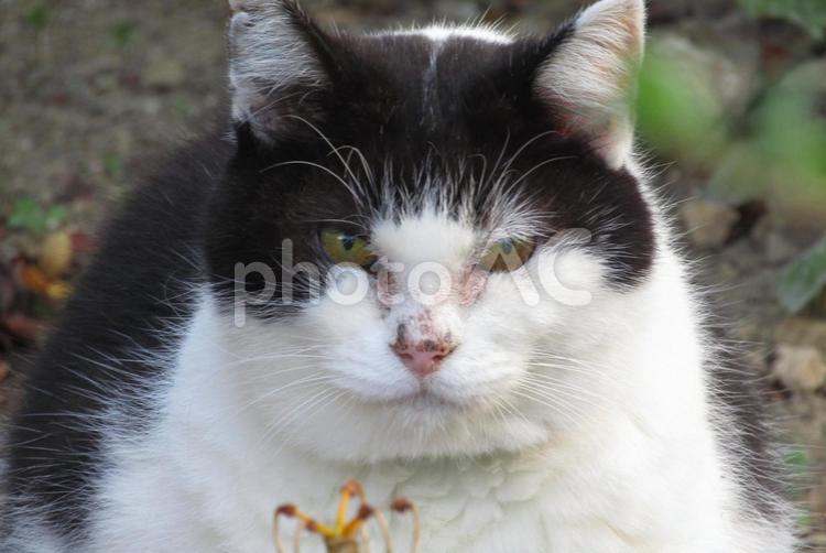 猫が見てますよ 動物,猫,白黒の写真素材