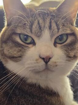 見つめる猫 猫,ネコ,キジトラの写真素材