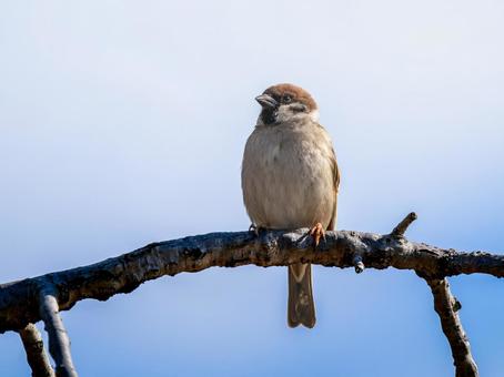 Sparrow perched on a branch, JPG Sparrow perched on a branch, JPG