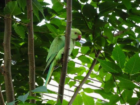 木の上の緑色のインコ インコ,木の上,鳥の写真素材