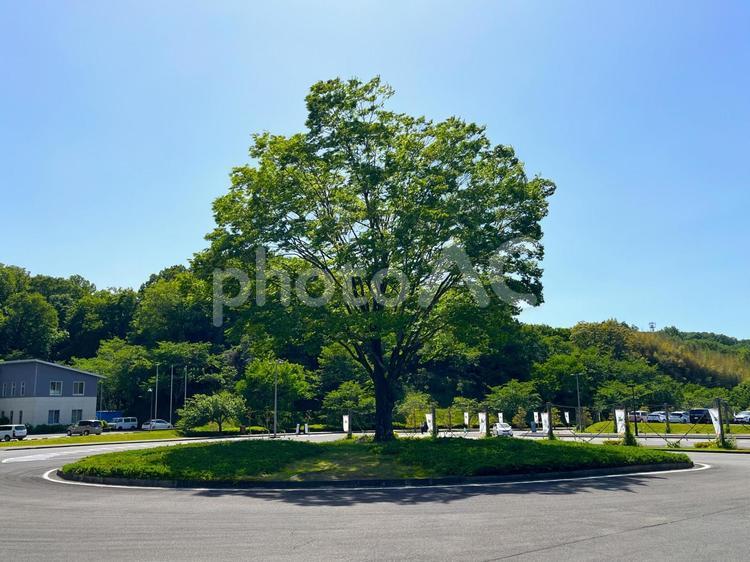 一本の木 大木,木,一本の写真素材