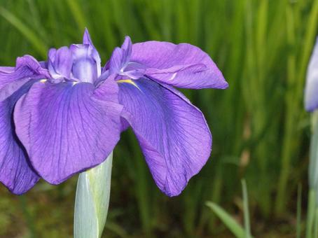 花菖蒲の写真