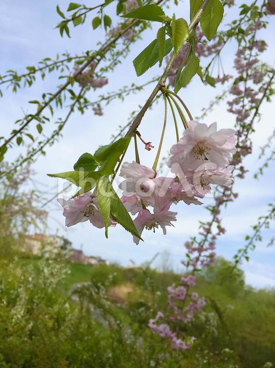 桜 桜,しだれ桜,春の写真素材
