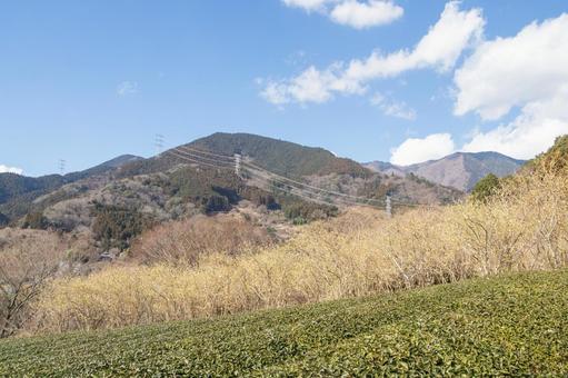 青空に映える満開のロウバイ 青空に映える満開のロウバイ ロウバイ,花,黄色の写真素材