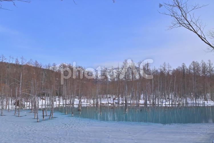 北海道　青い池 北海道,青い池,池の写真素材
