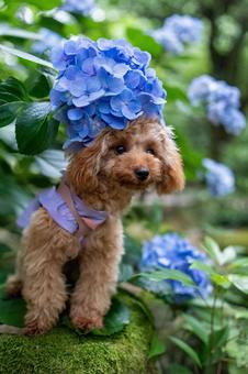 Hydrangea Afro Toy Poodle, JPG Hydrangea Afro Toy Poodle, JPG