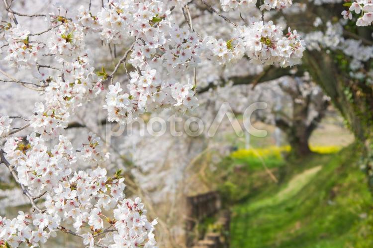磯沼公園の桜(大木)2025 桜,春,花の写真素材