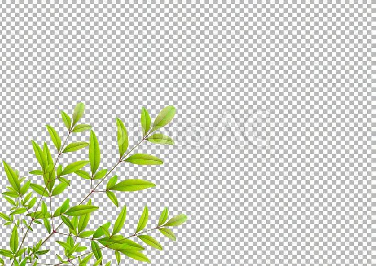 【PSD切り抜き】新緑の若葉 新緑,若葉,葉の写真素材
