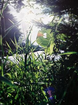 緑の写真 緑の写真の写真
