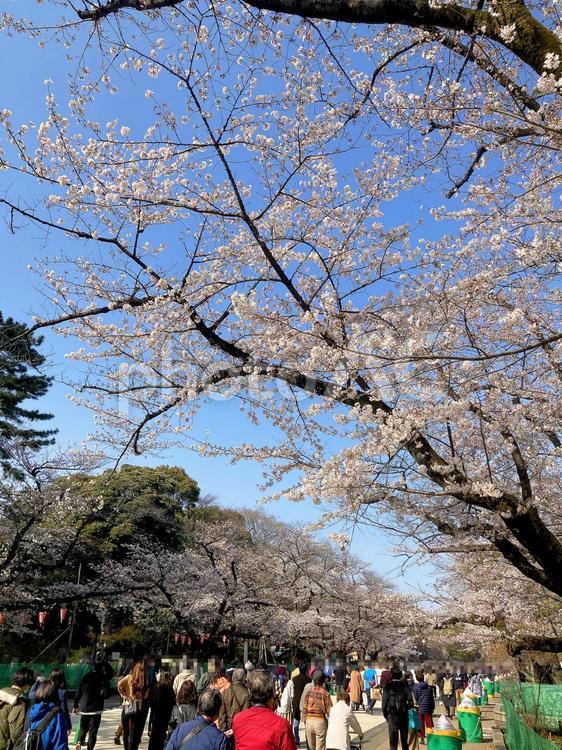 東京風景・上野公園 上野公園,上野恩賜公園,春の写真素材