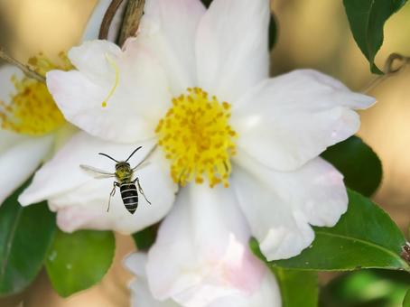 山茶花とクロスズメバチ① 山茶花とクロスズメバチ①の写真